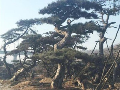造型松种植基地