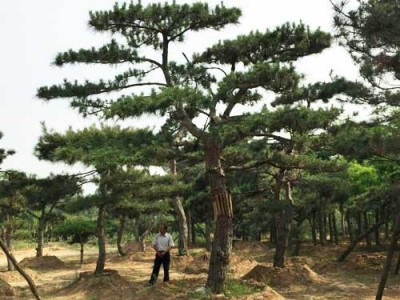 泰安迎客松种植基地