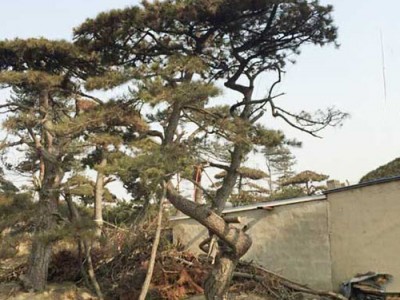 黑松种植销售基地